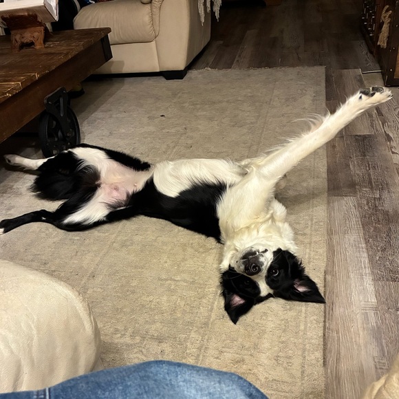 Meet your Posher, Lauren - Picture 9 of 12